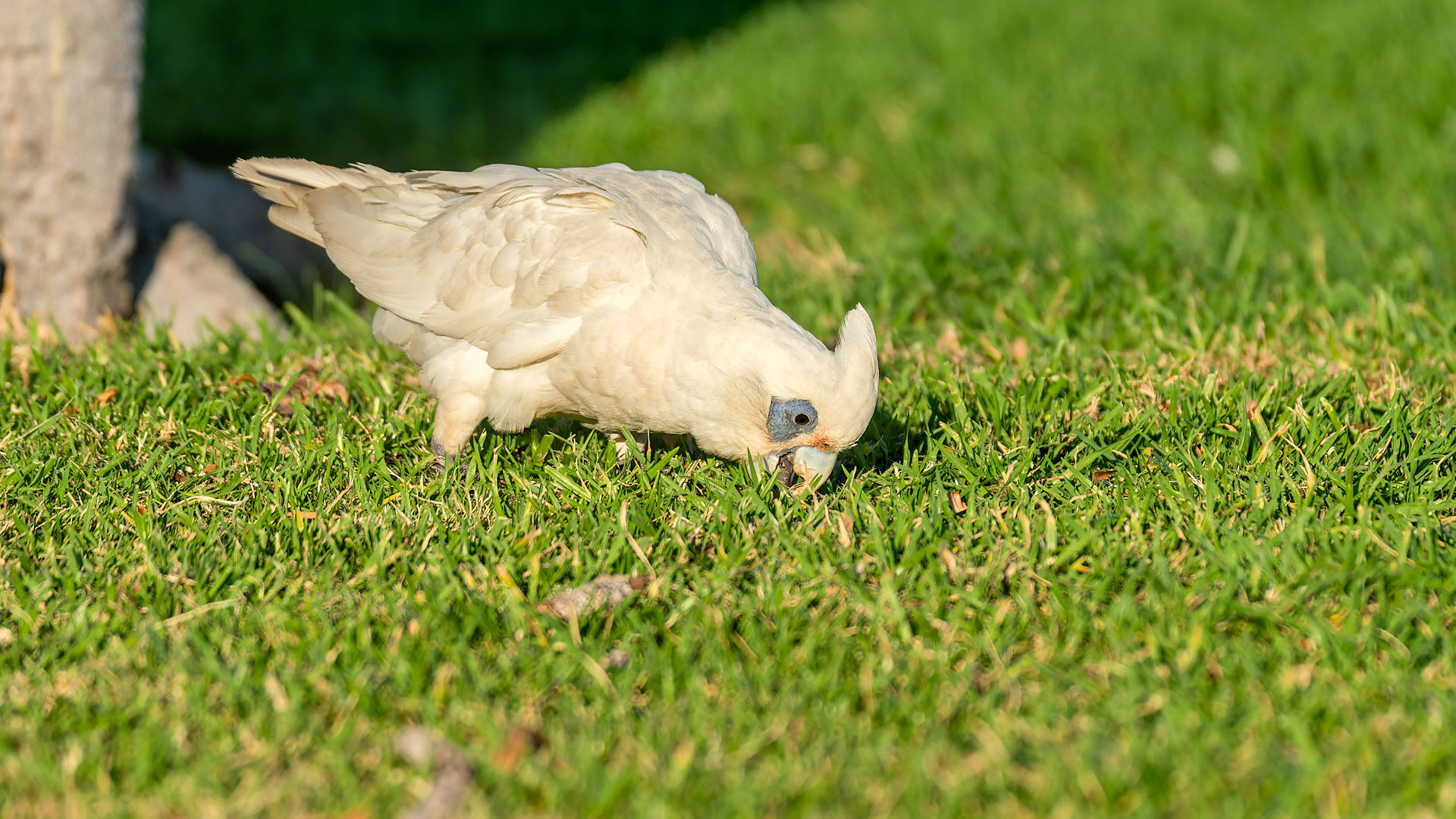 Perth - Weißhaubenkakadu